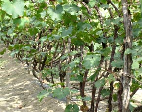 宿州市志诚种植合作社