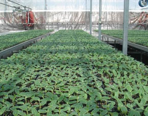 宿州市春禾种植专业合作社